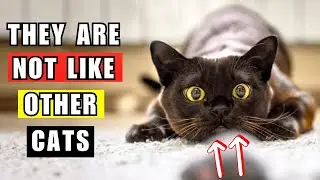10 Surprising Facts About Black Cats!