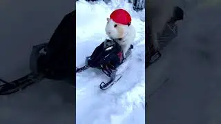 WATCH: Guinea Pig takes a ride on tiny snowmobile #shorts | New York Post