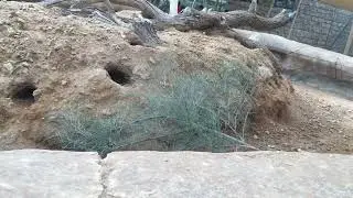Rodents Burrowing Animals