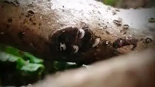 Polydesmus angustus (flat-backed millipede / Brede platrug) juveniles - Native terrarium