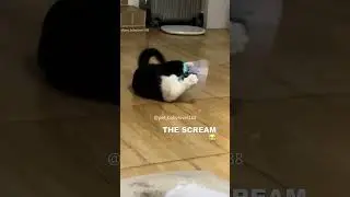 Part 36  #funny #cat#ForYouPage