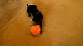 Lucy the MinPin with squeaky ball