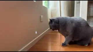 Funny Talking Husky & Hilarious Pet Fails | Cute Dogs and Cats Compilation #shortvideo #comedyvideo