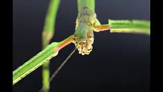 Life in the undergrowth: Stick insect eggs and ant piggybacks