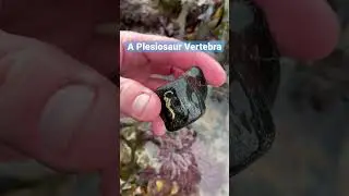 Sea Monster Fossil Hunting Finds.🦴👀#shorts#plesiosaurus