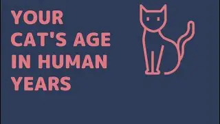 Your Cat&rsquo;s Age in Human Years.