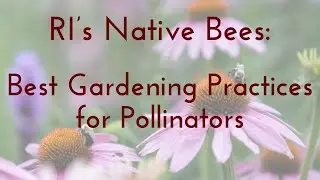Rhode Island&rsquo;s Native Bees: Best Gardening Practices for Pollinators