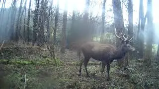 Big Red Stags Caught On Trail Camera zrzuty 2021