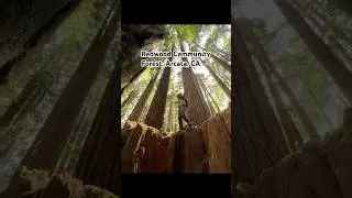 REDWOOD PARK | ARCATA COMMUNITY FOREST 📍NORTHERN CALIFORNIA 🇺🇸