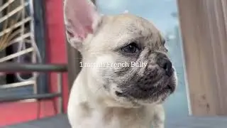 1 Month French Bulldog