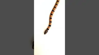 KUKRI SNAKE #snakes #snakesofindia #shorts