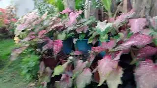 Nice kaayo tan awon mga tanom ni mother.... Keep it up mom... God bless us always..