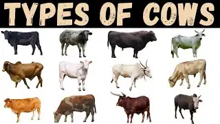 Types Of Cows | Cow | Cows For Kids #cow #education
