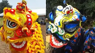 醉狮 Two Lions on a Quest for an Alcoholic Drink | Wild Hunt!