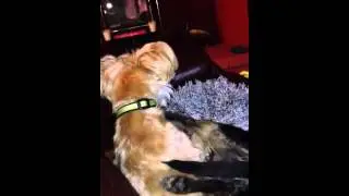 Wrasslers