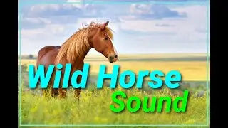 How a Wild Horse sound? | Call (Whinny, neighing) | Animal planet | Discovery effect