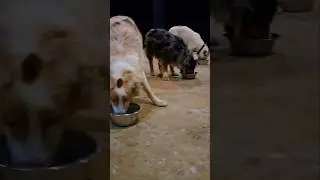 Dinner time on the farm, with our outside dogs.🐕 😋 #farmlife #farmdogs #dinner #countryliving