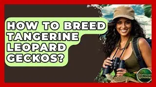 How To Breed Tangerine Leopard Geckos? - Reptilian Wonders