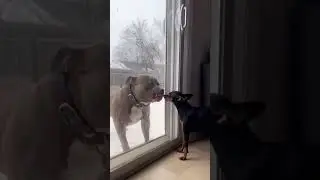 The moment he realized his mistake 🐕😅 #dogfails #petlife #relatable