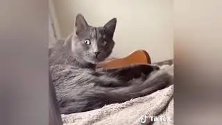 funny videos compilation #creative commons
