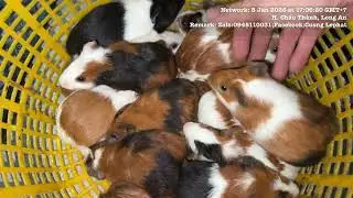 Guinea Pig (commonly known as guinea pig). Contact LH Cuong 0945110031
