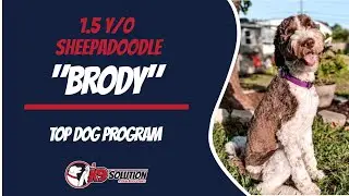 🐶Dog Trainers Palm Beach County / Dog Training Palm Beach County 🦮