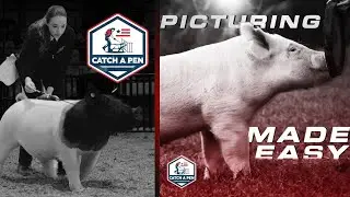 Full‑Blown, Deep Dive &mdash; Pig Shows, and the Grind That Builds Champions Plus Baby Pigs.&rdquo;