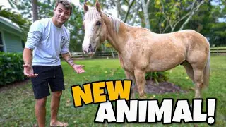 BUYING FIRST EVER HORSE for PC FARM 2.0!!