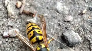 Vespula germanica. Оса німецька