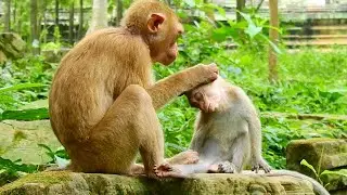 That&rsquo;s good Liza accepted and grooming orphan monkey Dawn as her sibling.