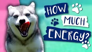 How Much Exercise Do Alaskan Klee Kai Need?