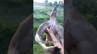 Кенгуру ⚠️ Не связывайтесь с ним!