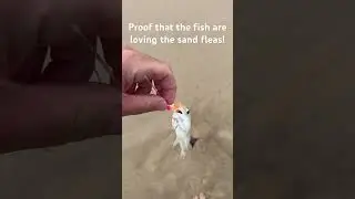 The spot croakers are loving the sand fleas as bait! #sandfleas #surfcasting #bait #croaker