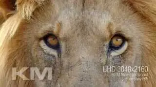 4K (UltraHD) Big Five Africa Footage Trailer
