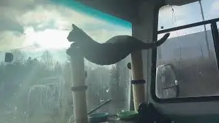 How to travel in an RV with a cat. 