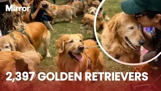 Dog lovers in Argentina SET WORLD RECORD for most number of Golden Retrievers assembled in a park