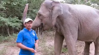 Emotional Bond: Lucky the Elephant Runs After His Owner of 30 Years on a Motorbike