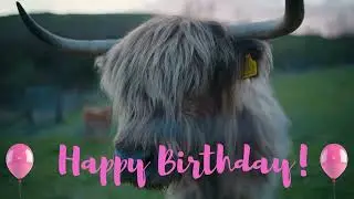 Highland Cow Happy Birthday