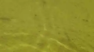 School of fish freshwater underwater