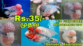 ரூ.35/- முதல்| Cheapest Flowerhorn Fish Farm | Flowerhorn Fish | Flowerhorn for sale | Aquazoo| Lavi