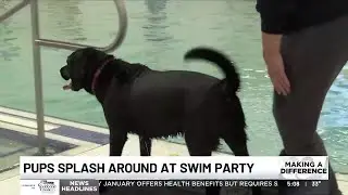 Pups splash around at swim party