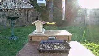 New River Valley Backyard Trail Cam 2023 03 28
