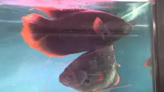 Red tail giant gourami