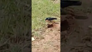 Crow Hunt's chameleon