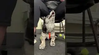 Keep Your Service Dog Safe by Teaching Them to Tuck in 4 Different Ways!