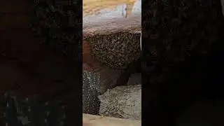 SoCal Bee Removal And Relocation- Freeze Block Vent Hole Honeybee Live Extraction Expert