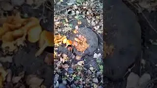 Фламмулина или Зимний опенок улина (от лат. Flammulina velutipes)