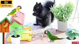Brown vs Black Squirrels 🐿️ Epic Peanut Battle at My Window | Relaxing Bird Sounds