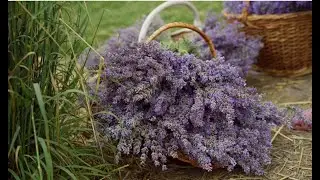 Twin Creeks Lavender Farm