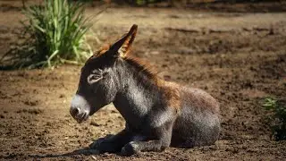 Los Burros domésticos como animales de compañía